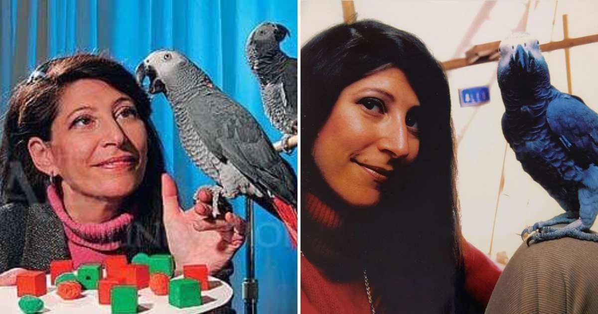 A Behavioral Psychologist Tries to Train a Bird to Climb