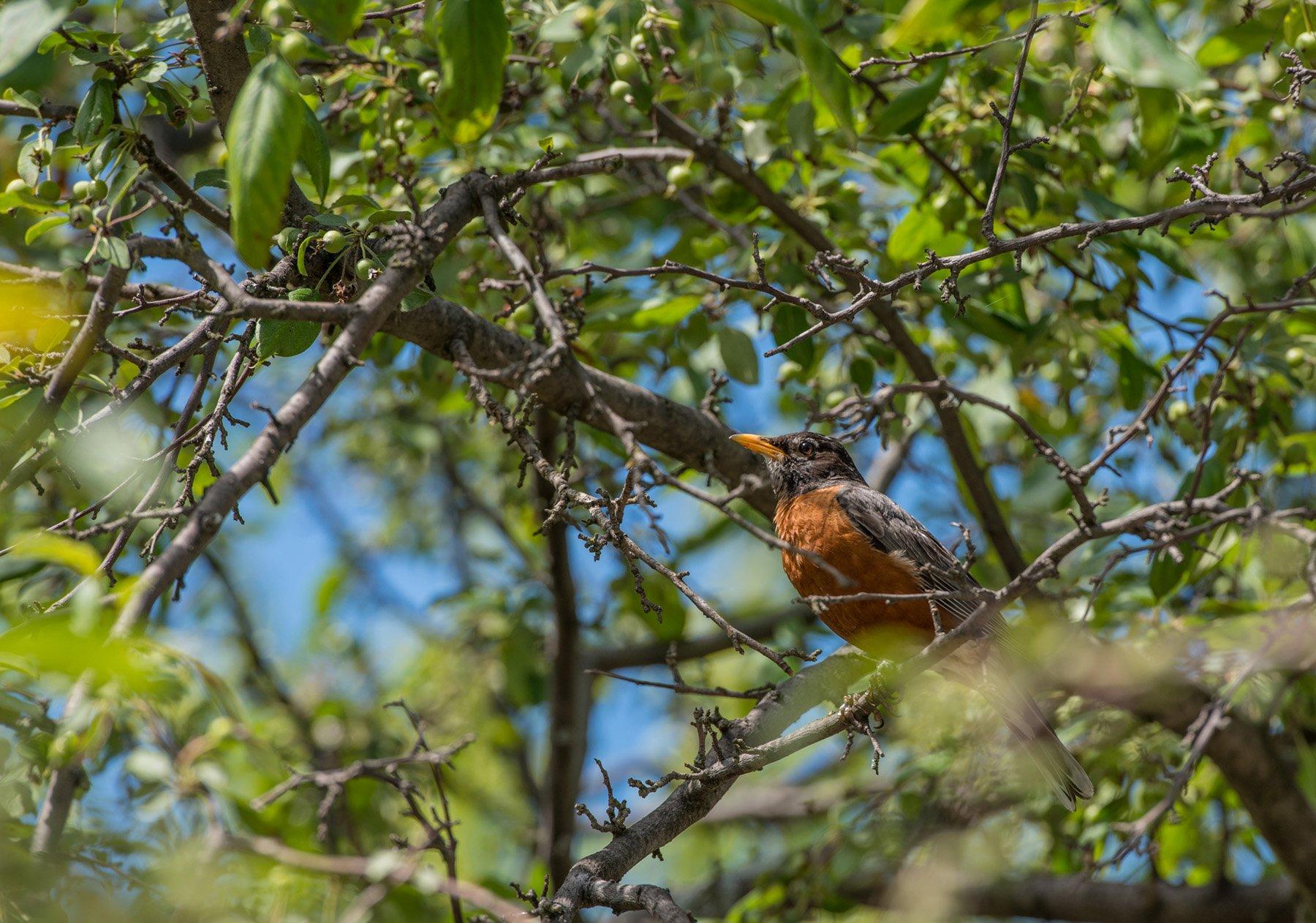 A Bird Conservation Society Has a Database