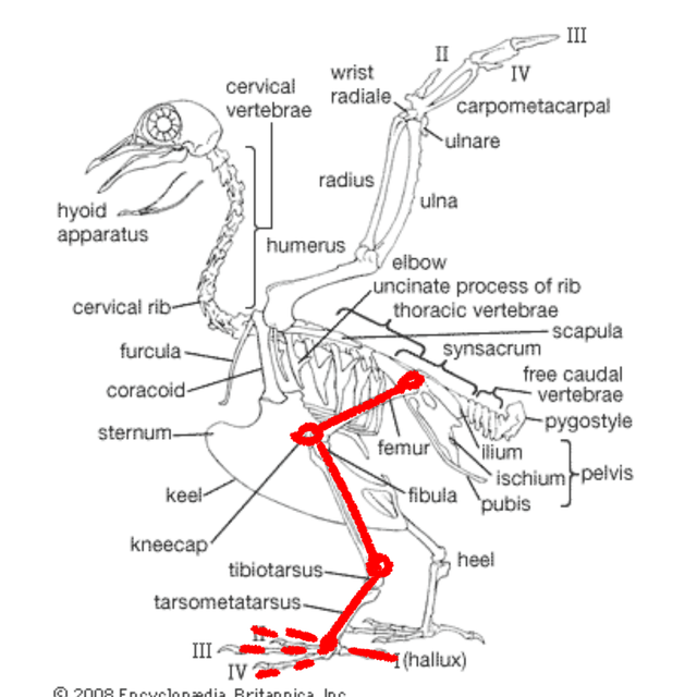 A Bird'S Entire Anatomy is Designed around