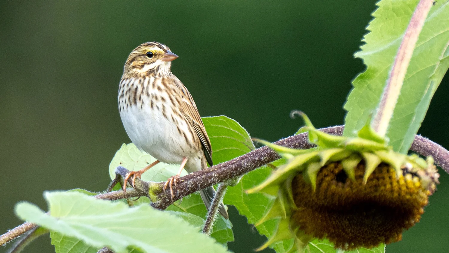 A Subset of a Population of Birds Leaves Its Habitat