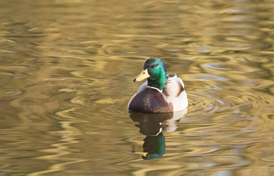 Can Ducks Have Game Bird Feed