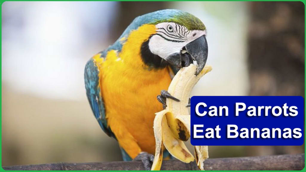Can I Feed Birds Bananas