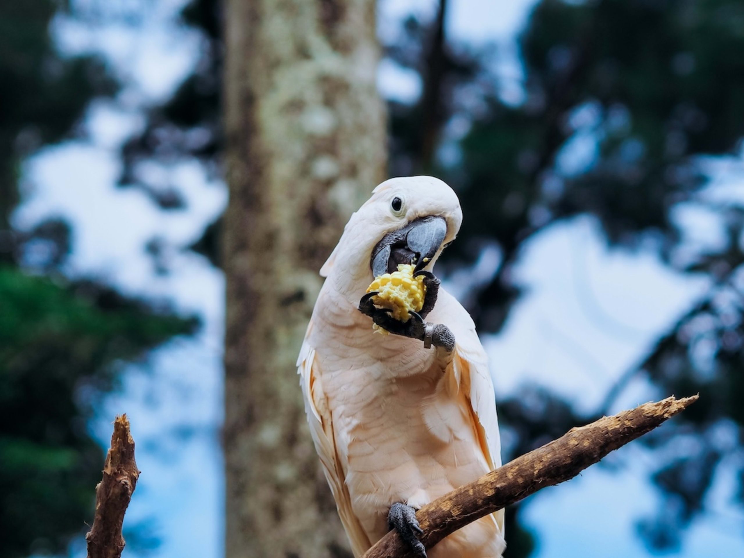 Can I Feed Cheerios to Birds