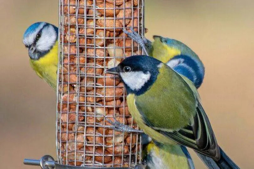 Can I Get in Trouble for Feeding Birds in Colorado