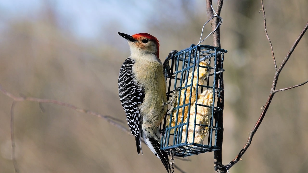 Can You Feed Birds Cornmeal