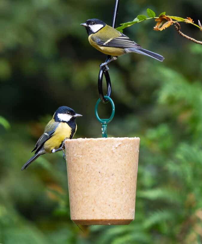 Can You Feed Cake to Birds