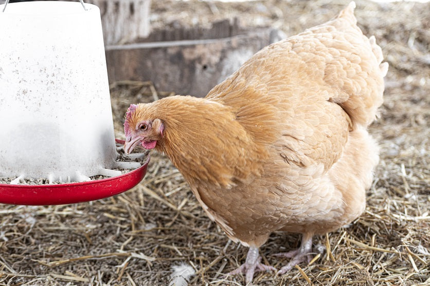 Can You Feed Meat Bird Feed to Laying Hens