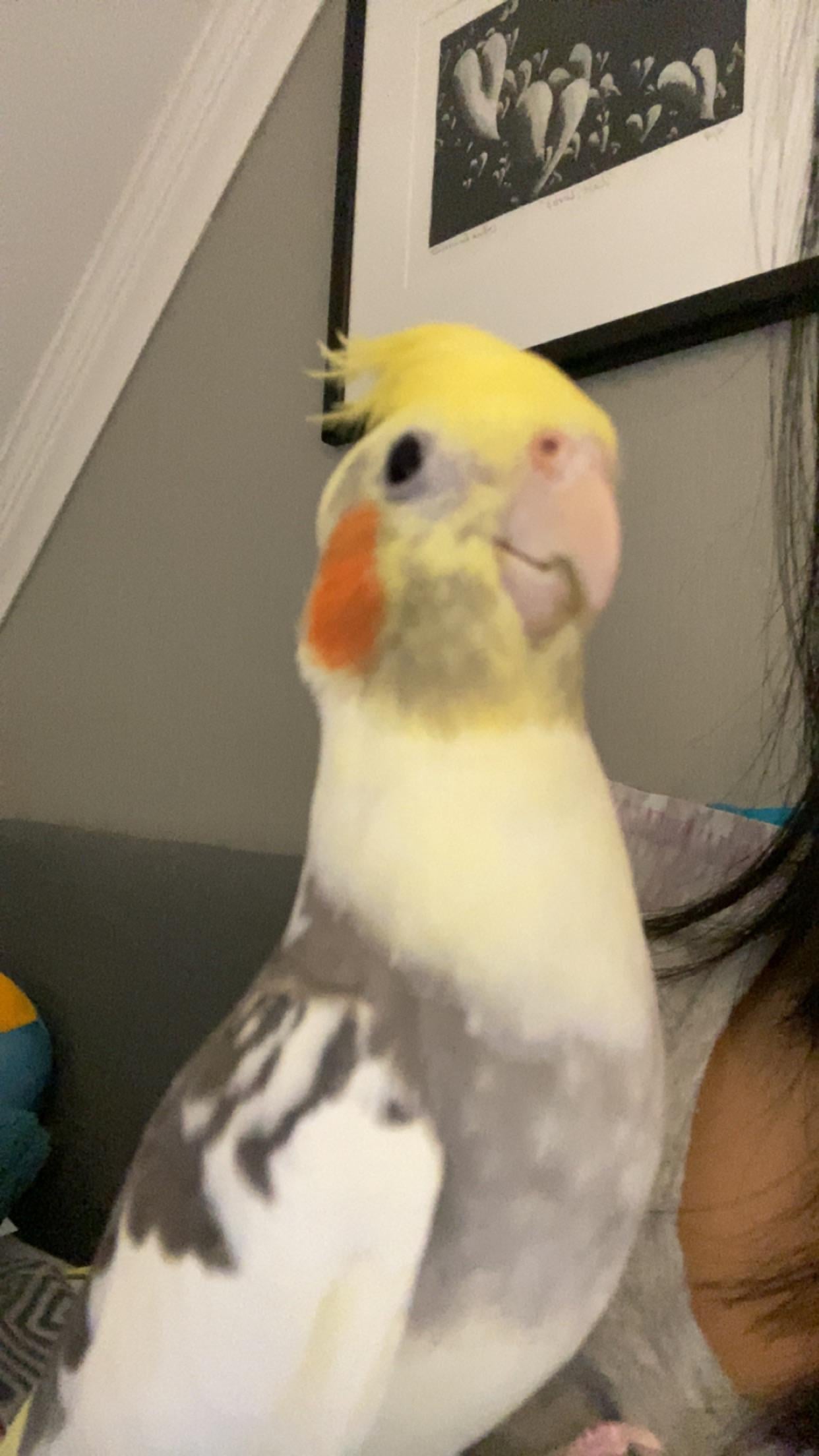 Can You Feed Rice Cakes to Birds