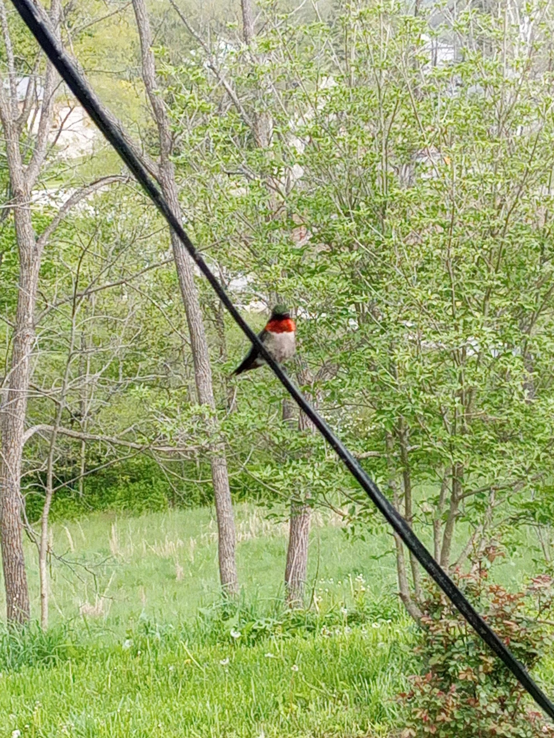 Can You Feed Too Many Birds