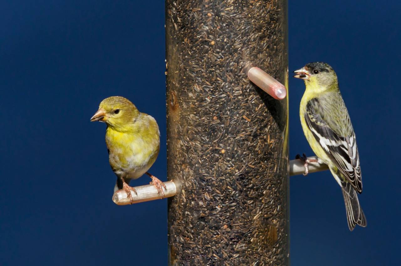 Can You Feed Wild Birds Brown Rice