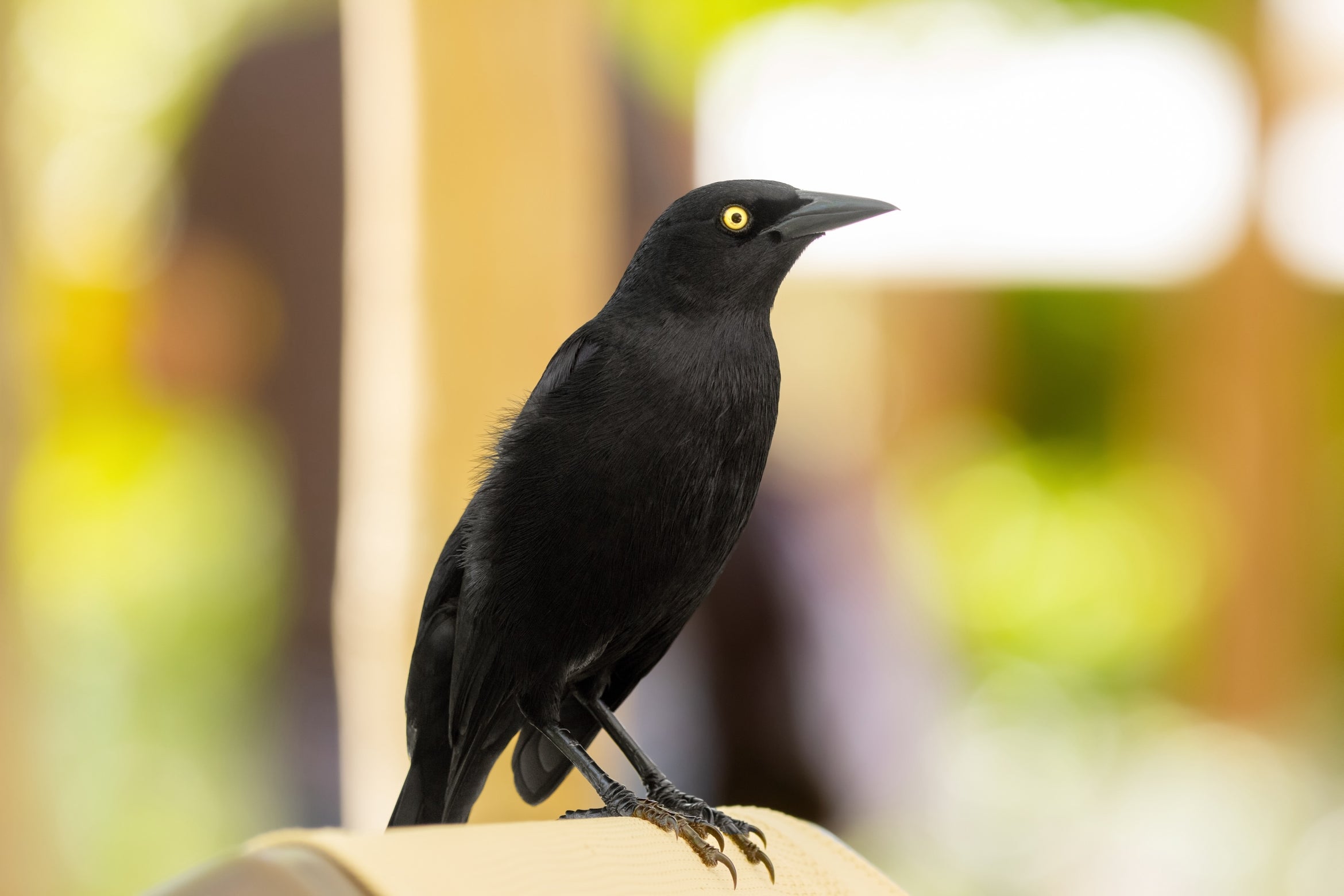 Do Birds Pick Up on Our Behavior