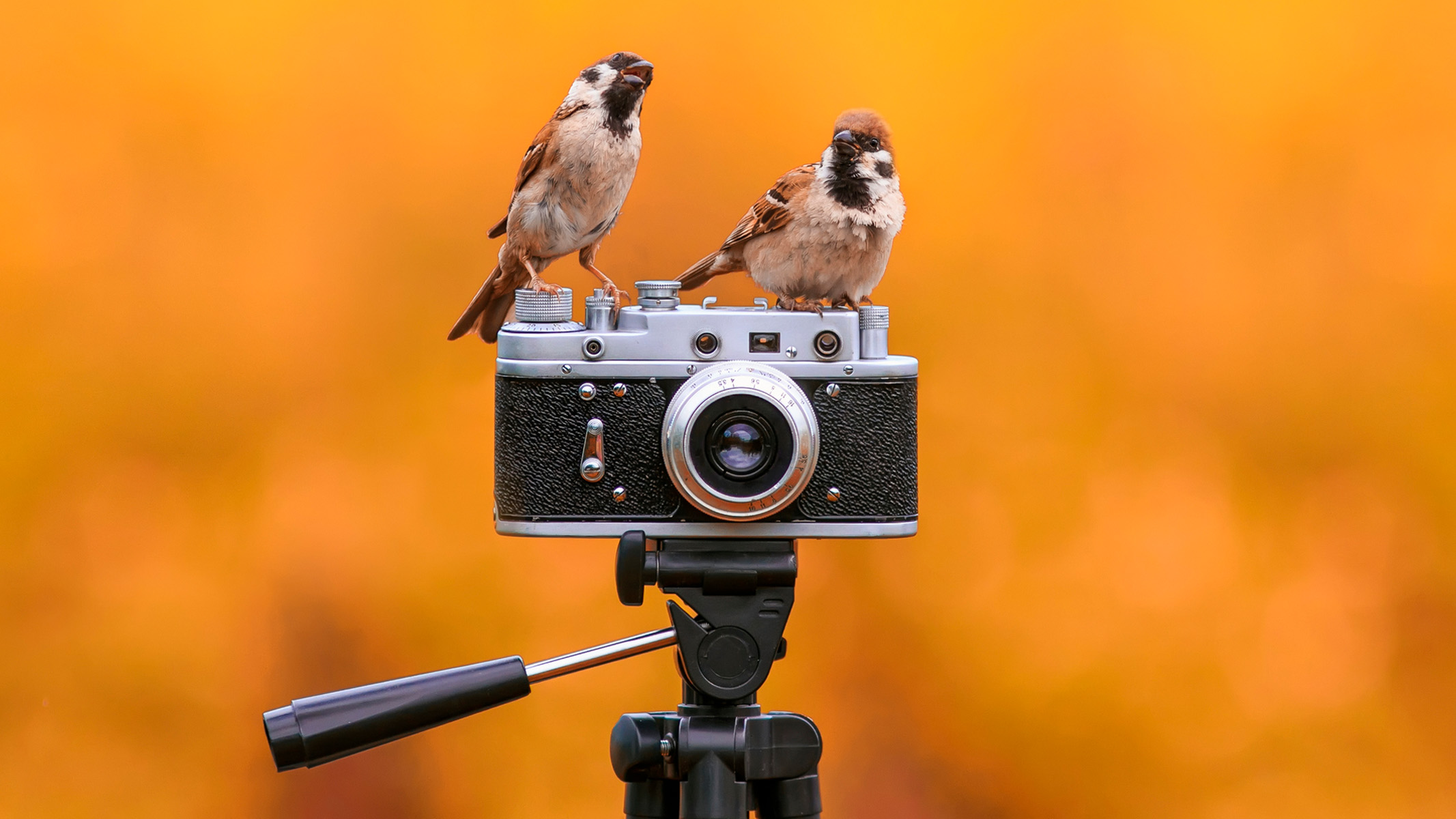 Do I Need a Tripod for Bird Photography