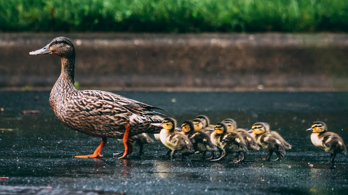 Does All Birds Have Imprinting Behavior