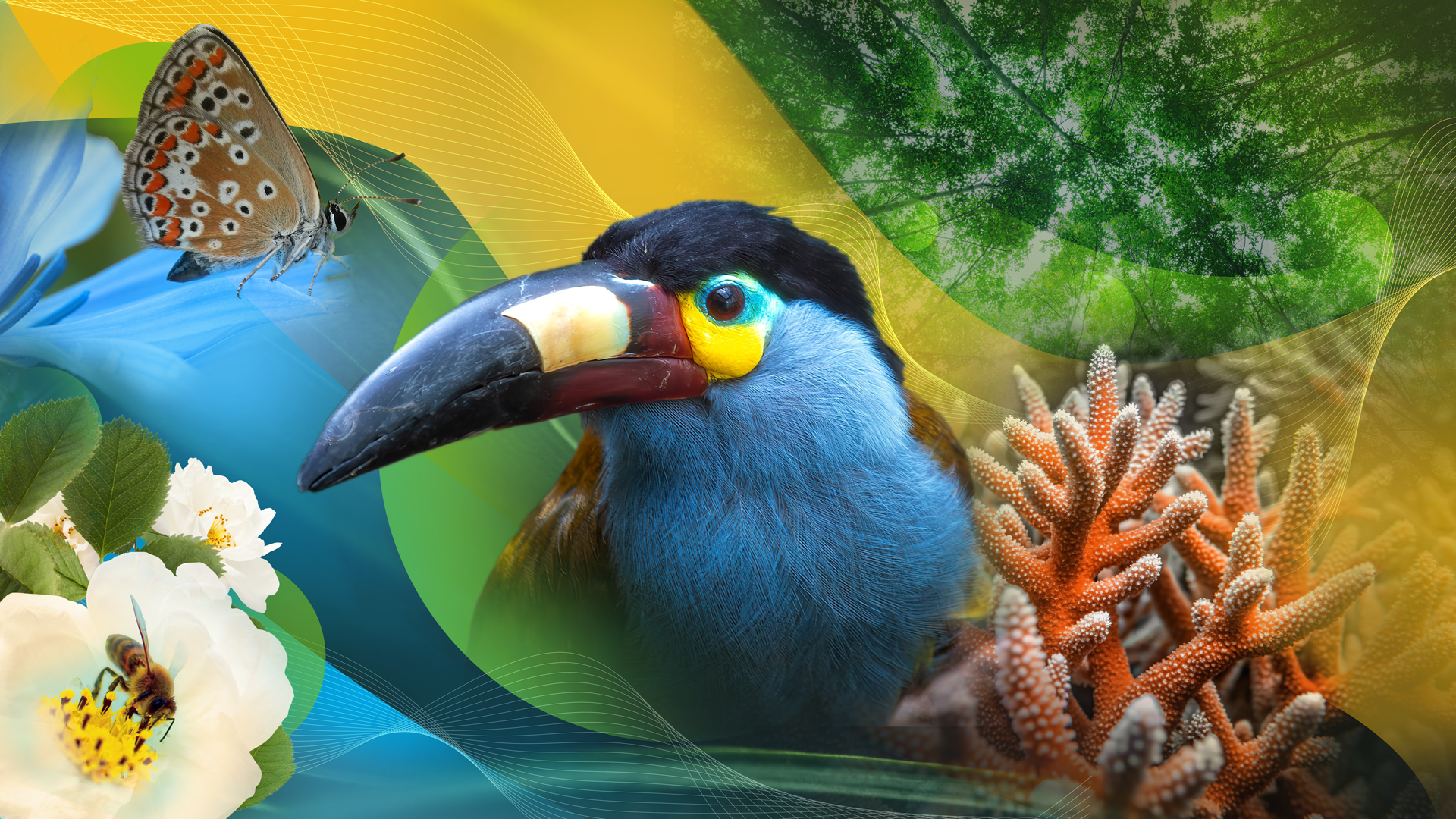 Does Protecting Birds Help Conserve Natural Resources in Forests