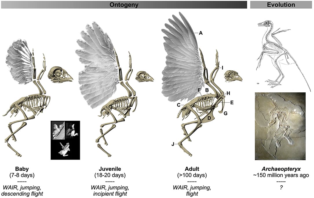 How Bird Anatomy Enable Flight
