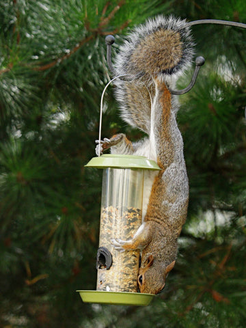 How Can You Keep Squirrels off Your Bird Feeder