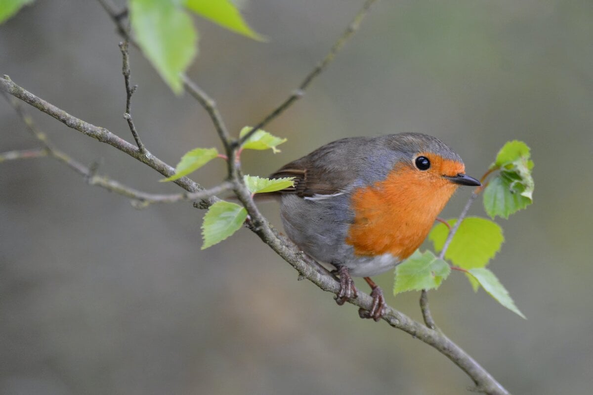 How Do Birds Choose Habitat