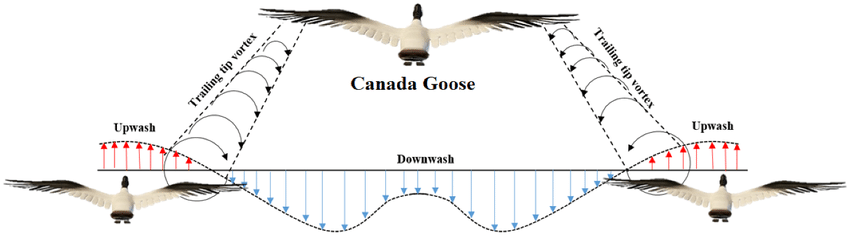 How Do Birds Conserve Energy by Temselves