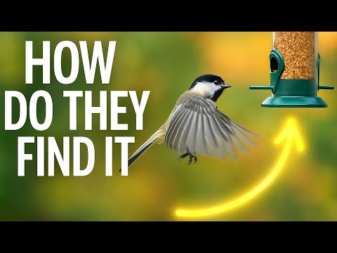 How Do Birds Know What a Bird Feeder is