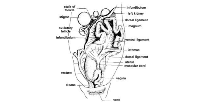 How Do Birds Mate Anatomy