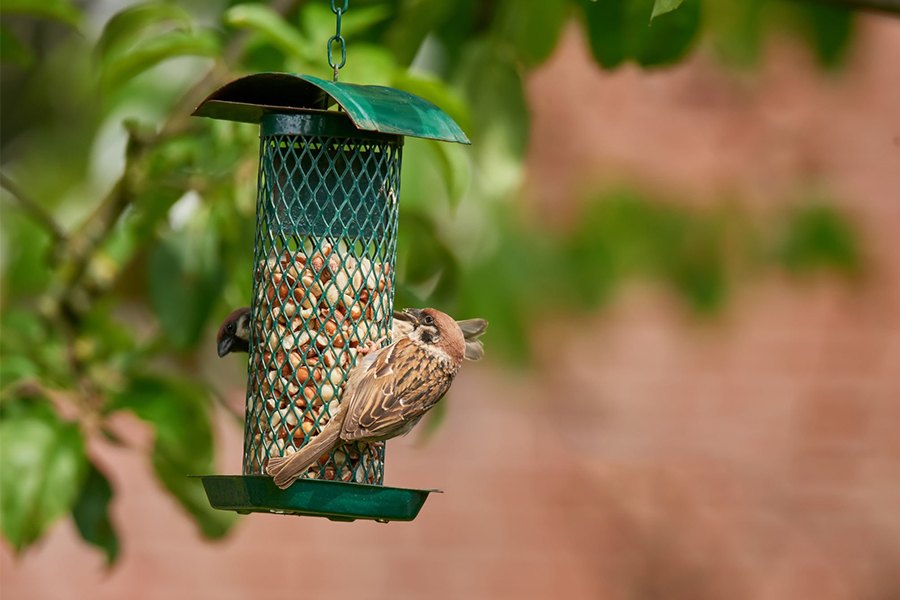 How Do I Clean a Bird Feeder