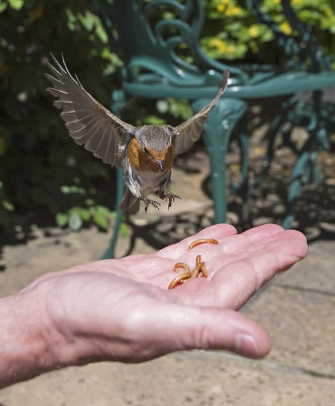 How Do I Feed Mealworms to Birds