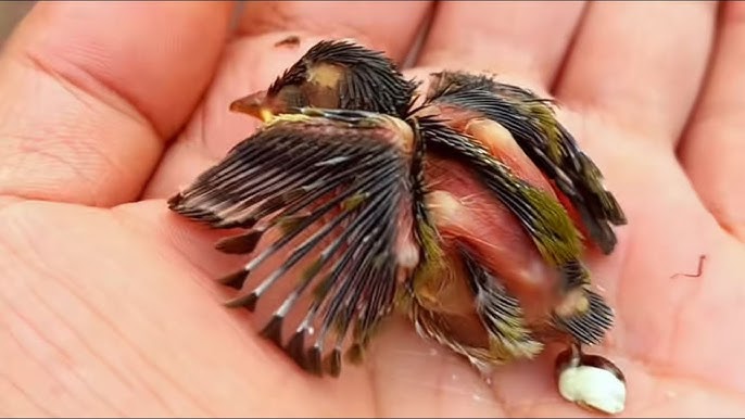 How Do You Hand Feed a Baby Bird