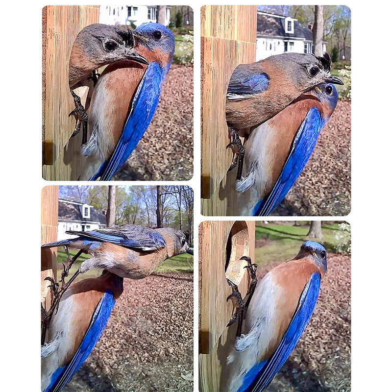How Does a Bird'S Beak Help Us Identify Its Habitat