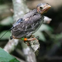 How Does Brood Parasite Bird Learn Behavior