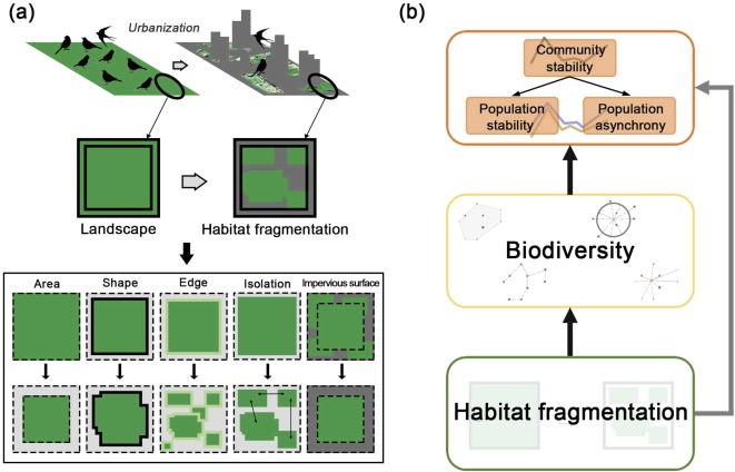 How Does Habitat Fragmentation 2 Affect Migrating Bird Populations