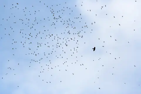 How Does Predator Type Affect Mobbing Behavior in Birds