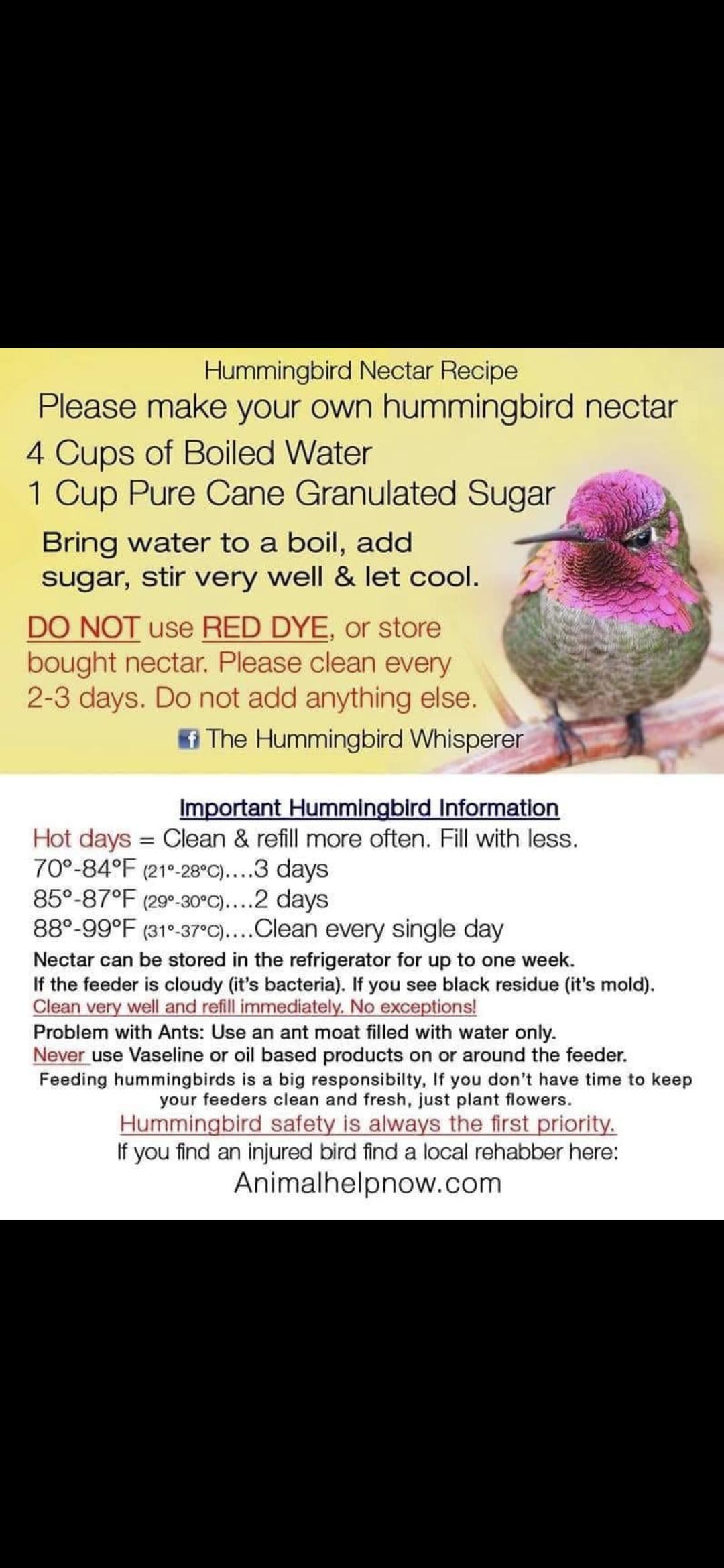 How Frequently Should Humming Bird Feeder Need Changed