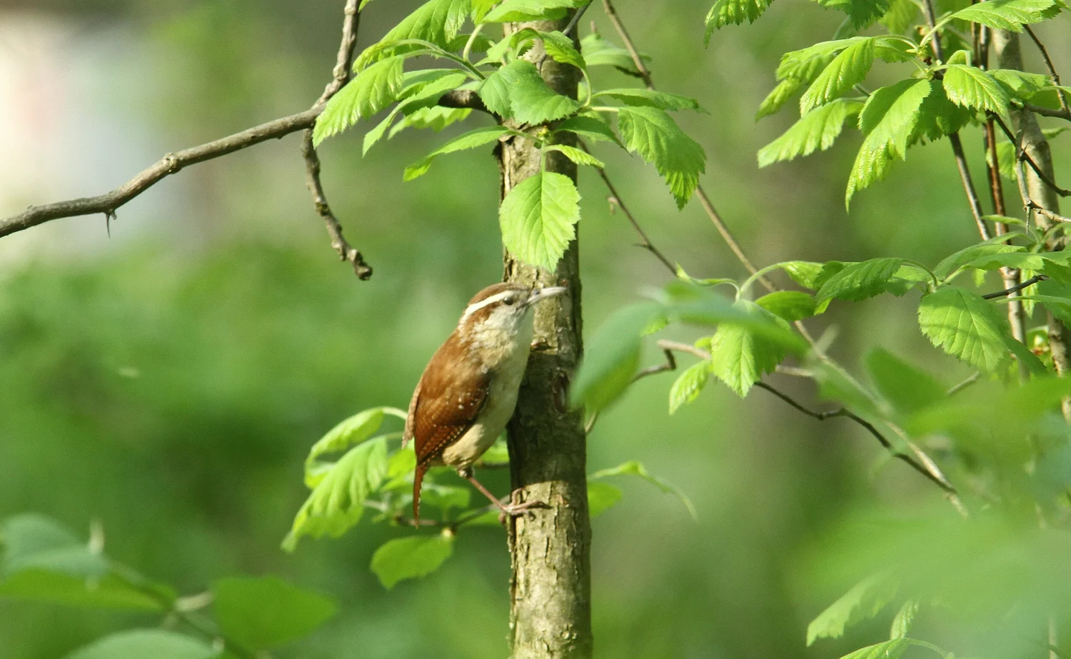 How Many Birds Des Plaines Conservation Area