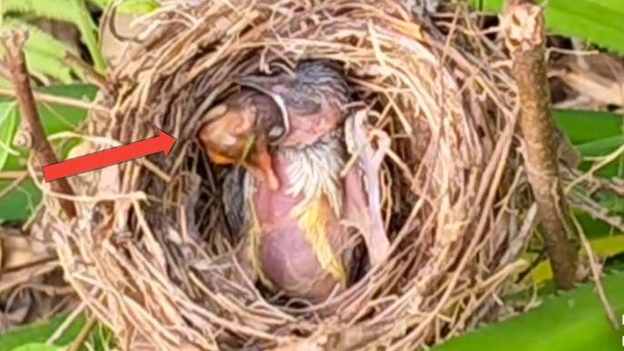 How Mother Birds Feed Their Babies