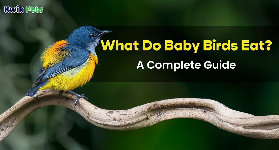 How Much Do U Feed a Baby Bird