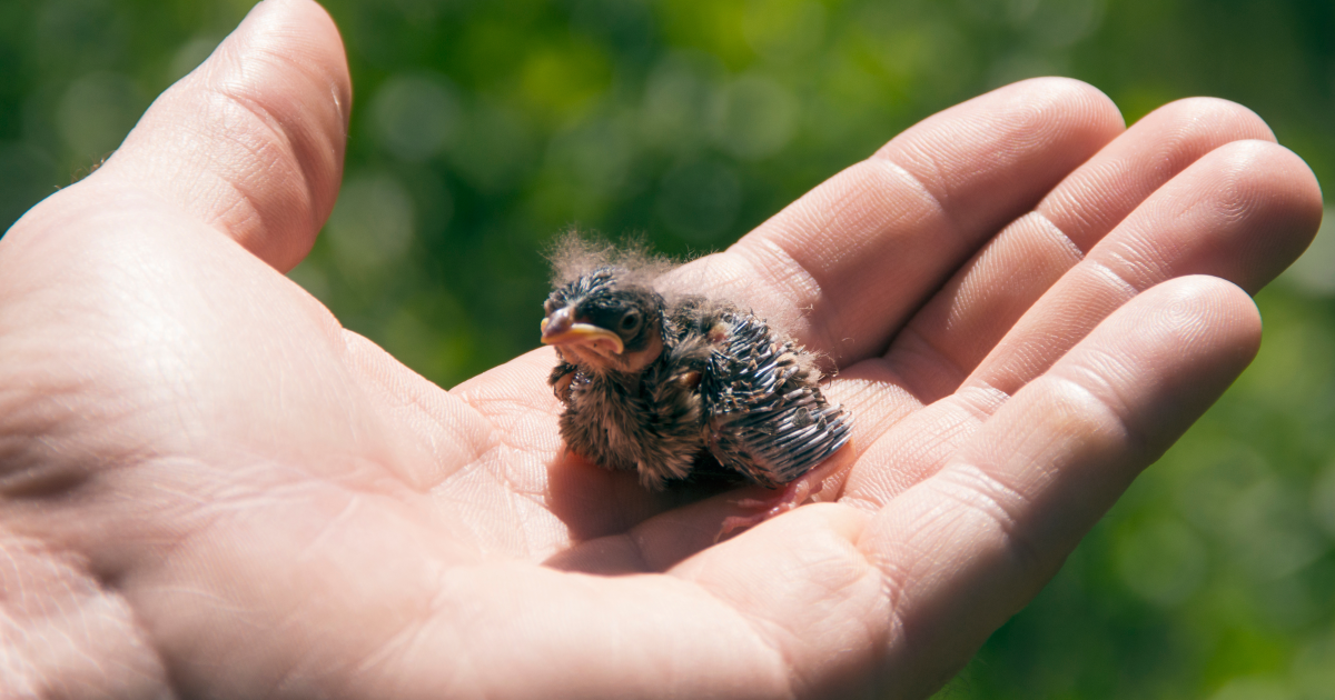 How Much to Feed a Newborn Bird