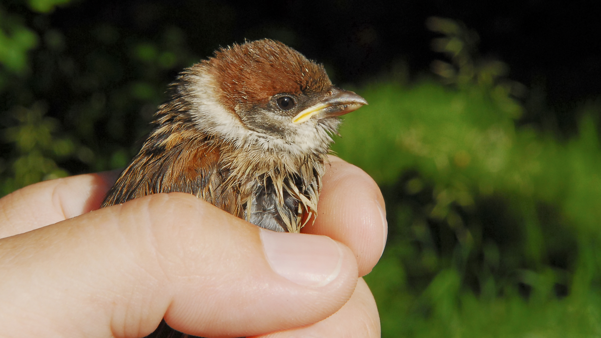 How Often Do You Feed a Baby Bird With Feathers