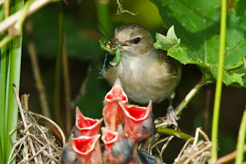 How Often Does a Mama Bird Feed Her Babies