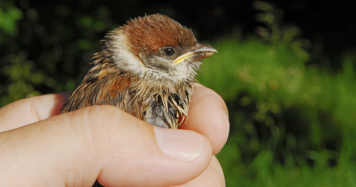How Often Should You Feed a Fledgling Bird