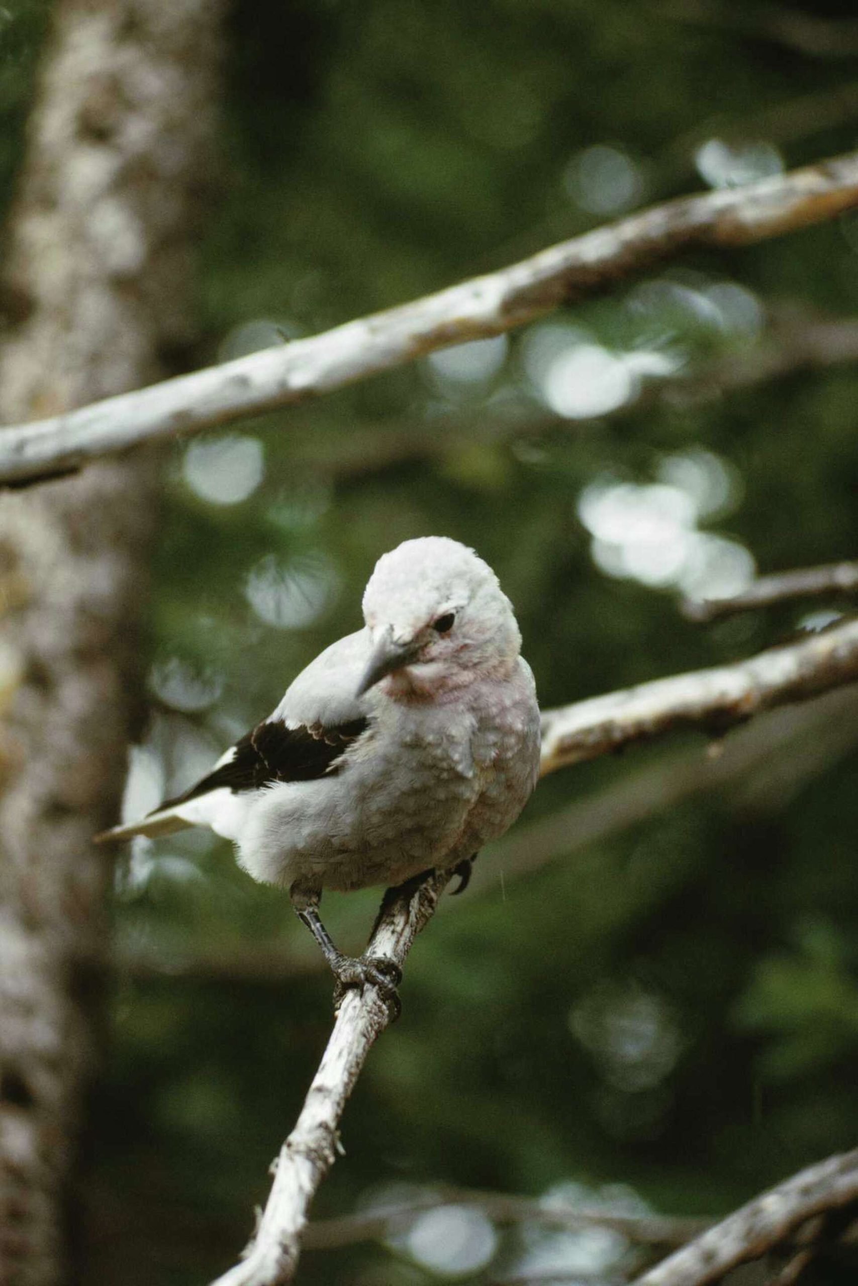 How Set Perfect Perch Backyard Bird Photography