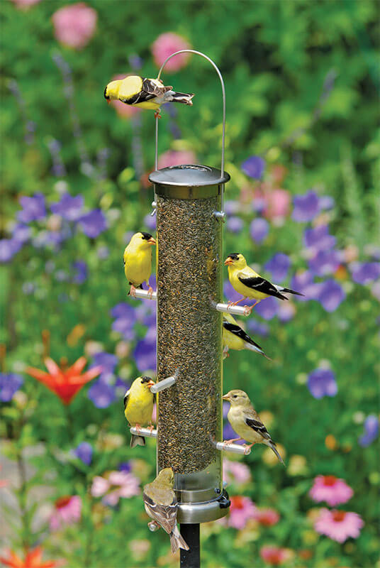 How to Attact Birds to a Thistle Feeder