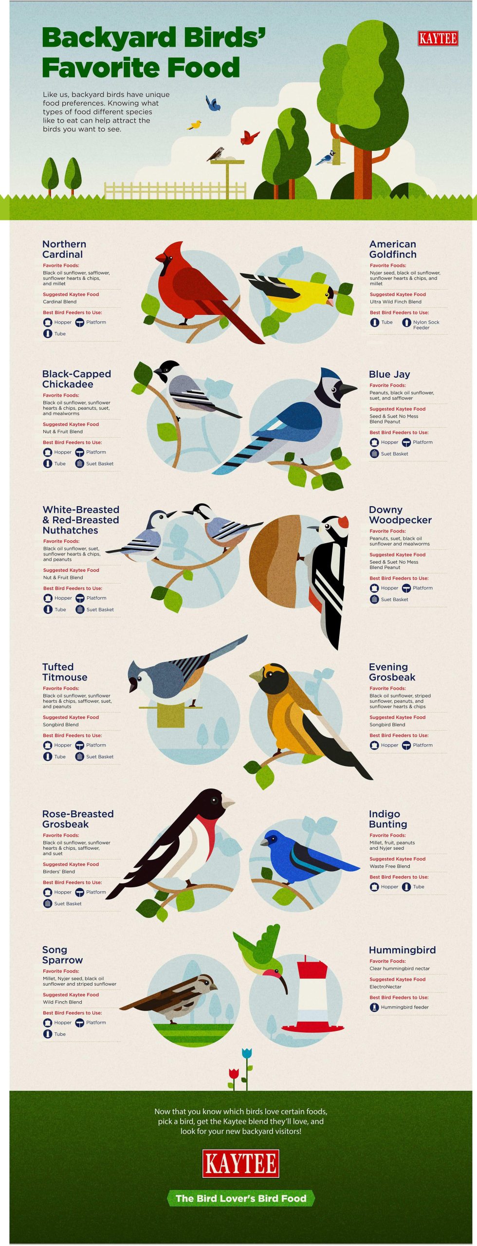 How to Attract Different Birds Bird Feeder