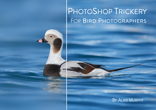 How to Blur Background for Bird Photography in Photoshop