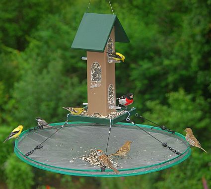 How to Cat Proof Your Bird Feeder