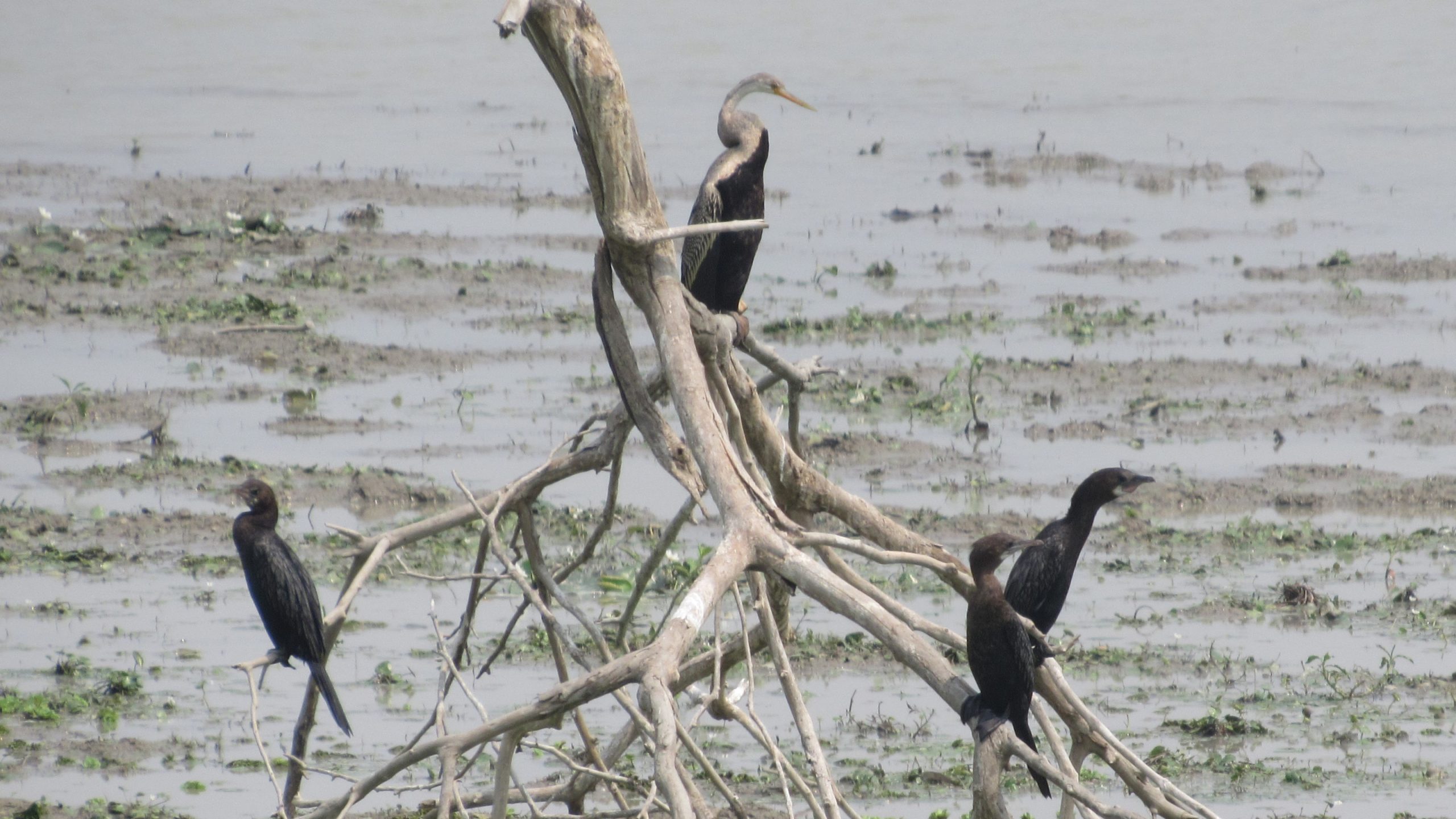How to Conserve Birds in India
