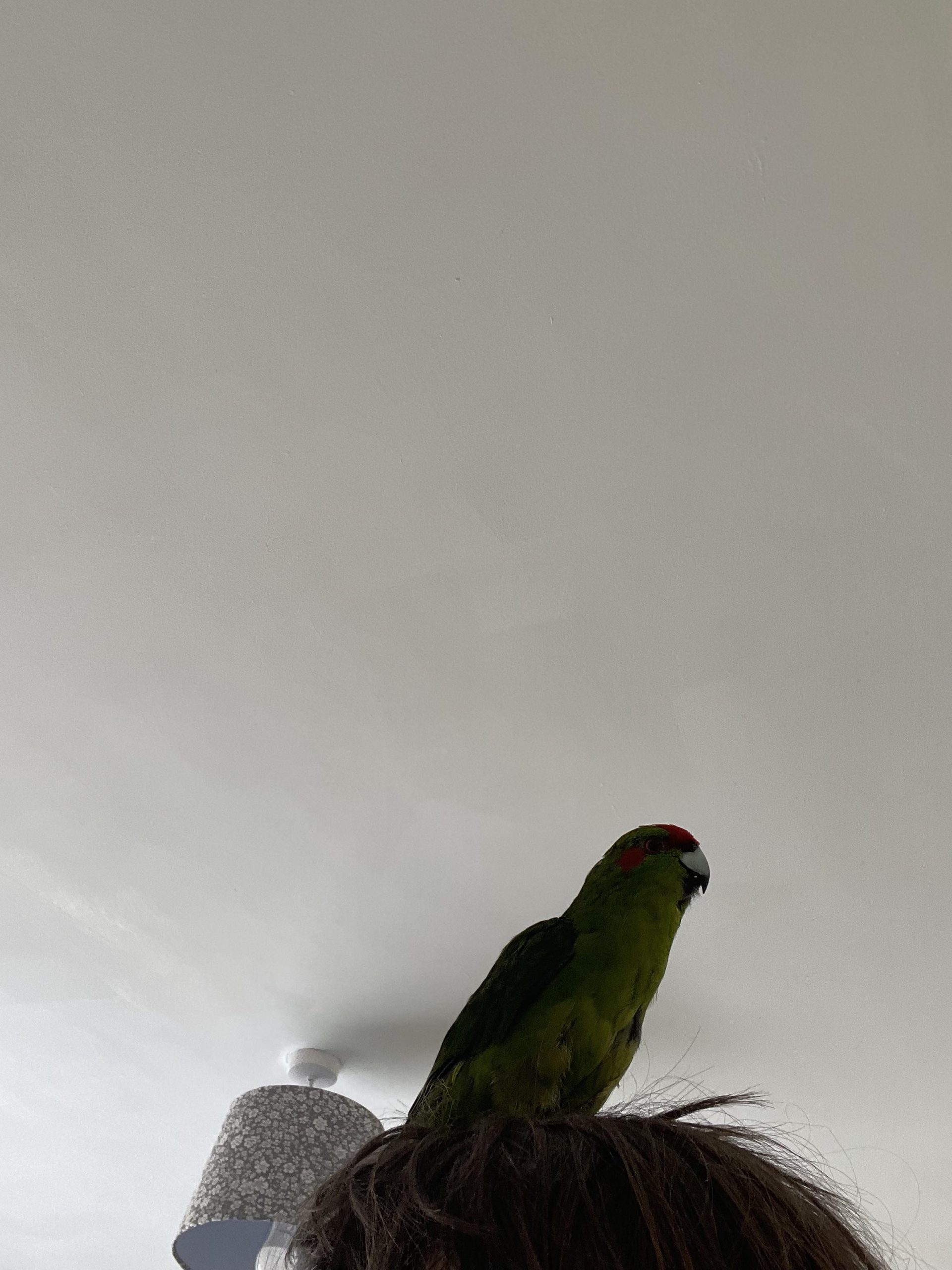 How to Correct Bitey Bird Behavior