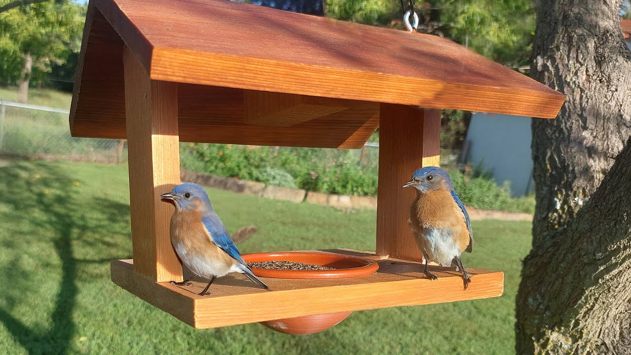 How to Create a Bird Feeder