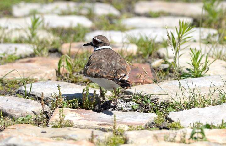 How to Create Killdeer Bird Nesting Habitat