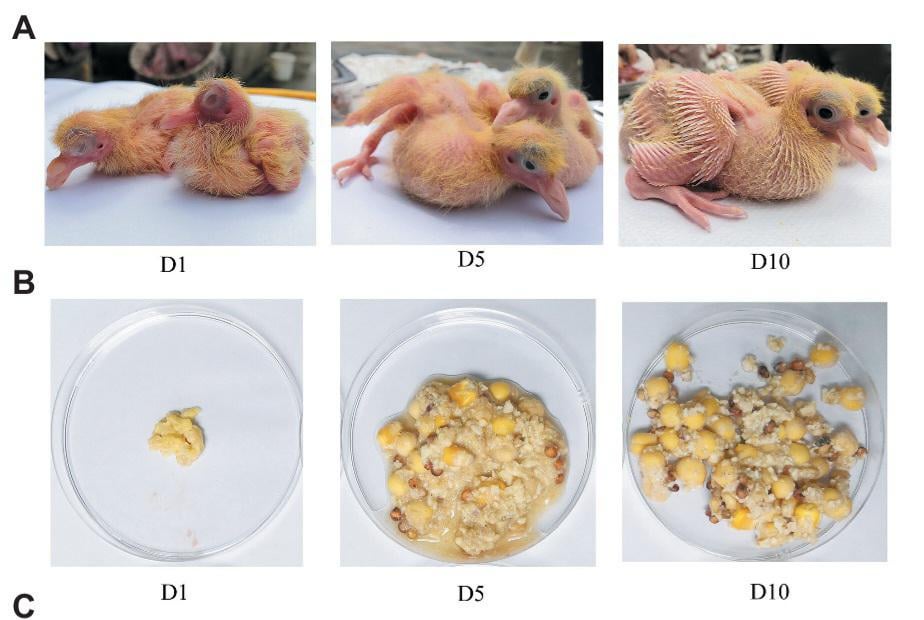 How to Crop Feed Baby Bird