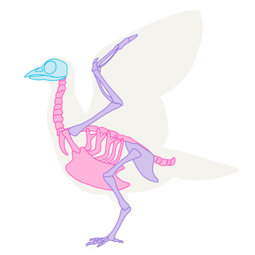 How to Draw Bird Anatomy
